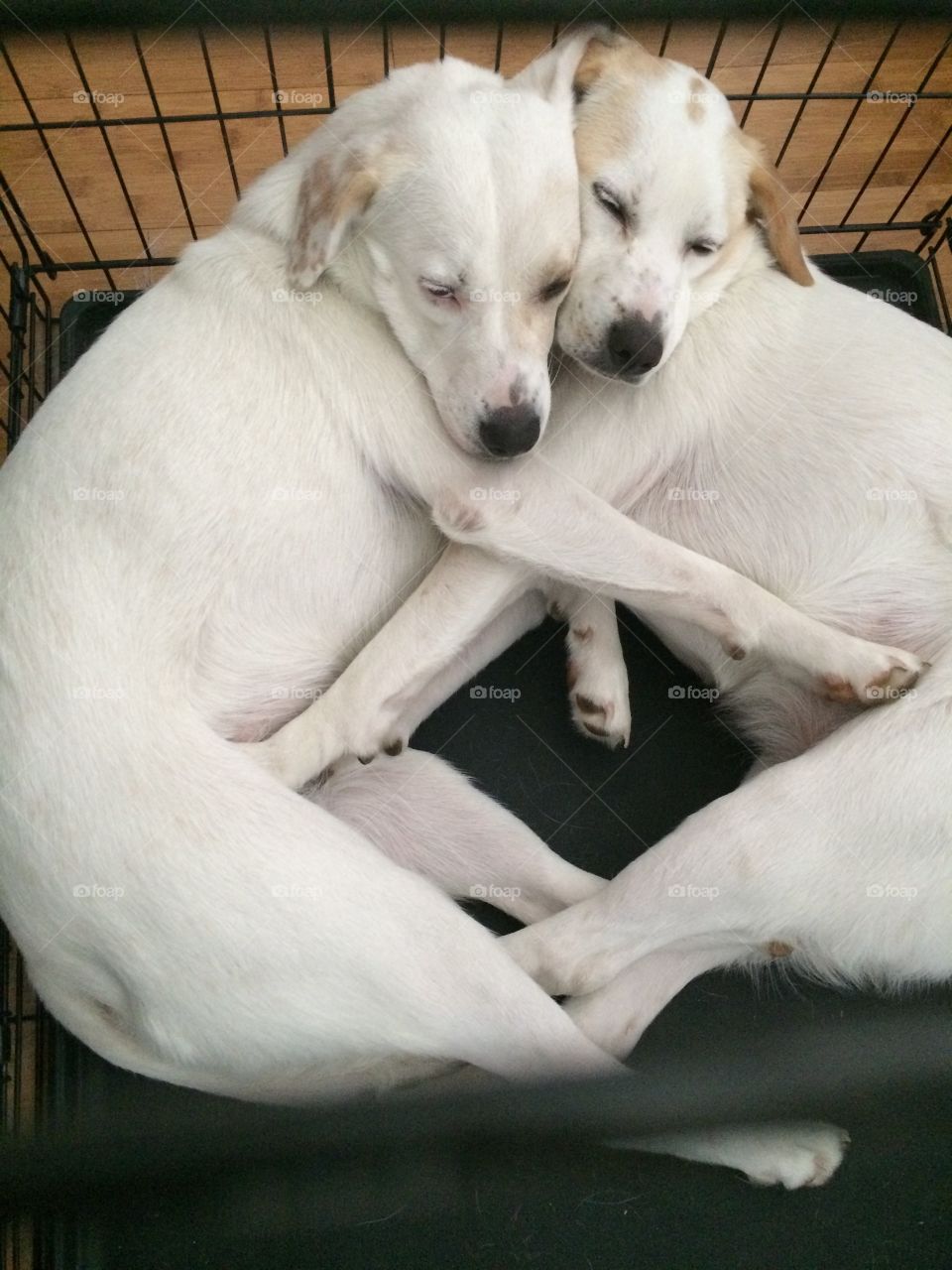 Sister dogs embrace while napping