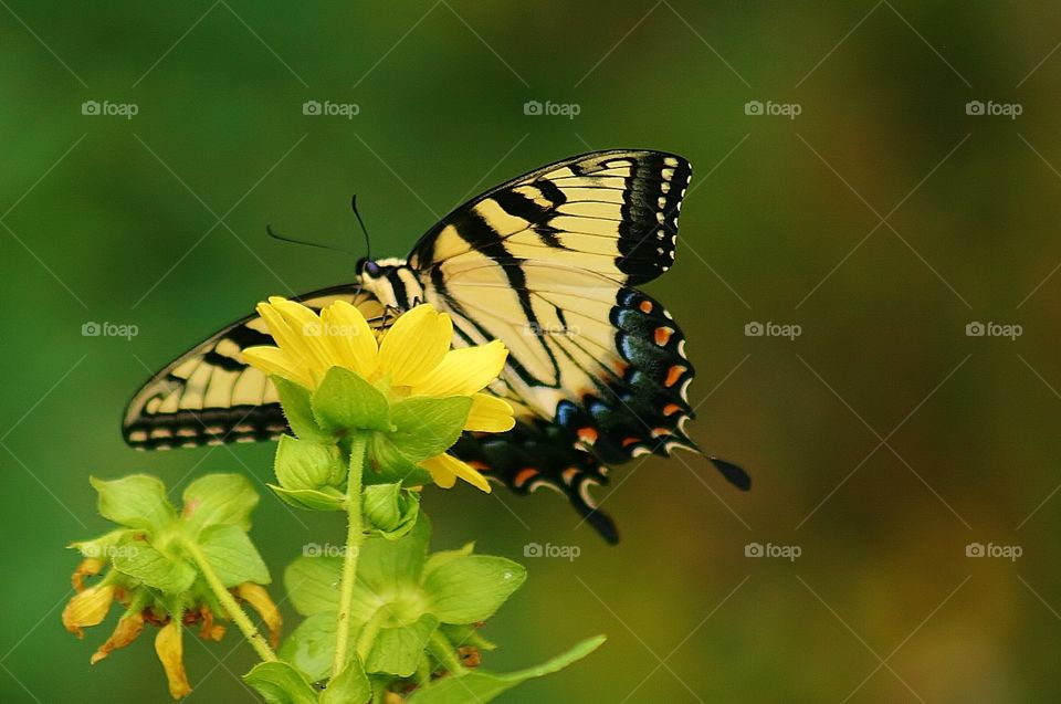 Butterfly . Visiting Sky Valley Resort in Dillard, GA ~Summer of 2011