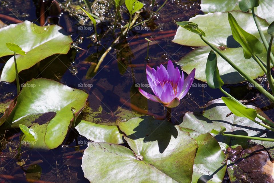 Purple Water Lily