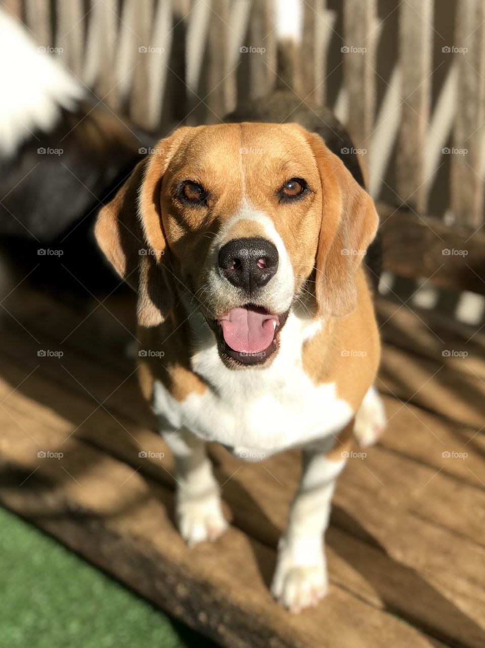 Beagle