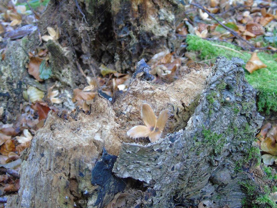 Beech nut shell as star on the tree stump, surrounded with autumn forest bedding