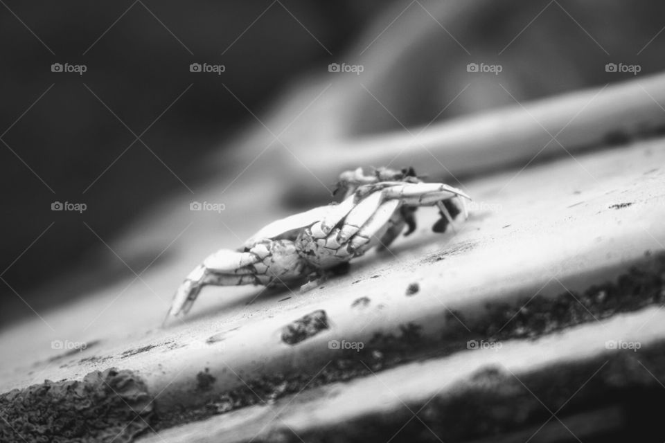 Dead crab in black and white. The monochrome is there to help the viewer realise it is sad