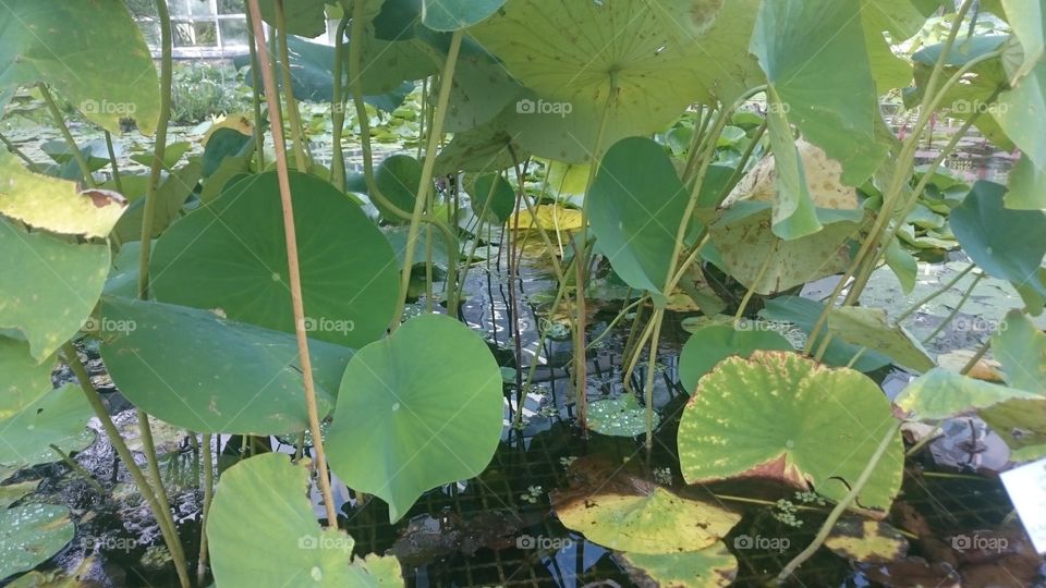 nature ,Water, grass, green