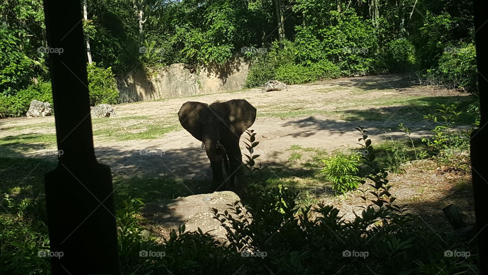 An elephant finds comfort in the shade at Animal Kingdom at the Walt Disney World Resort in Orlando, Florida.