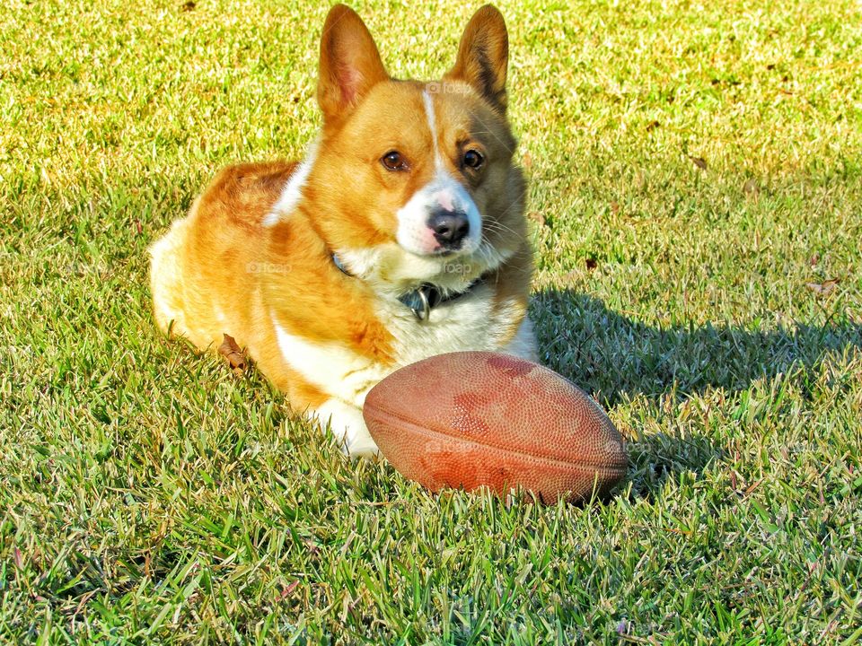 Welch corgi dog playing with ball in grass outdoors