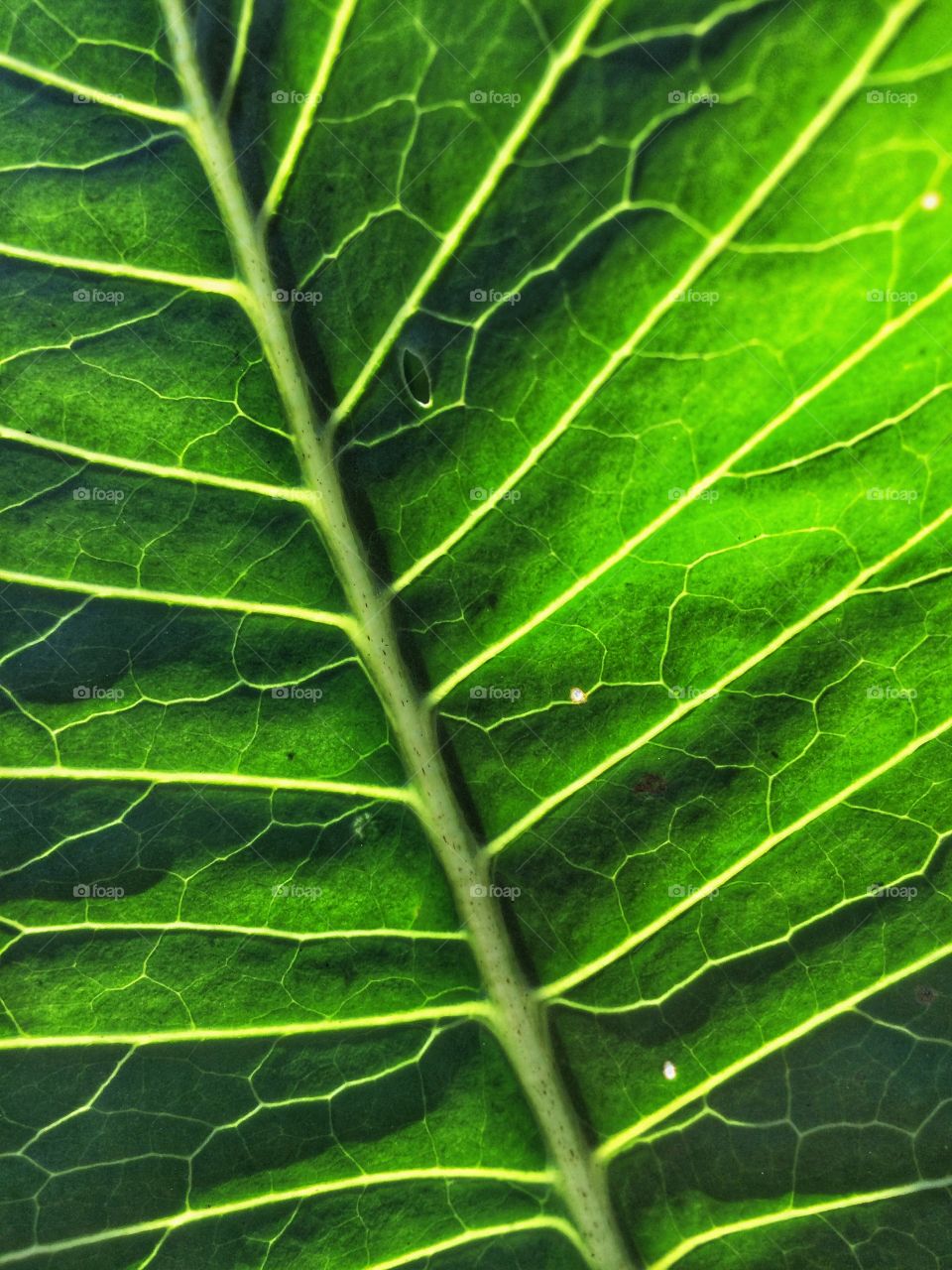 Green leaf background 