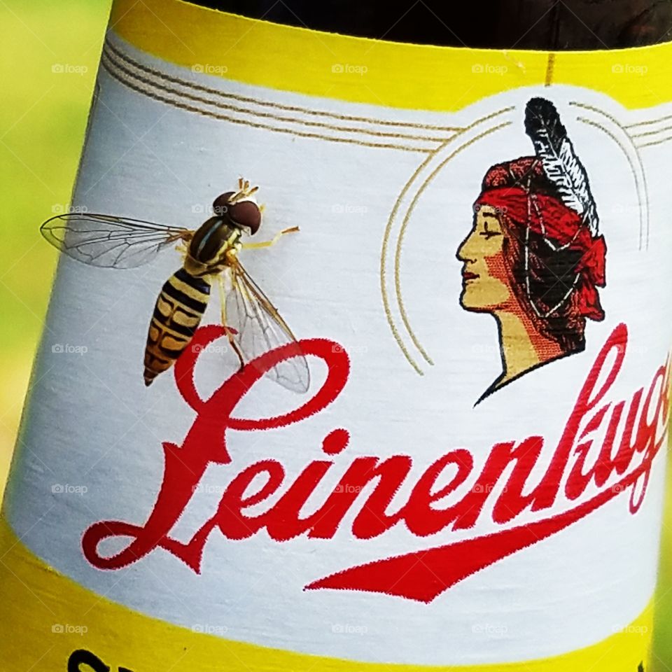 summer shandy & a bee