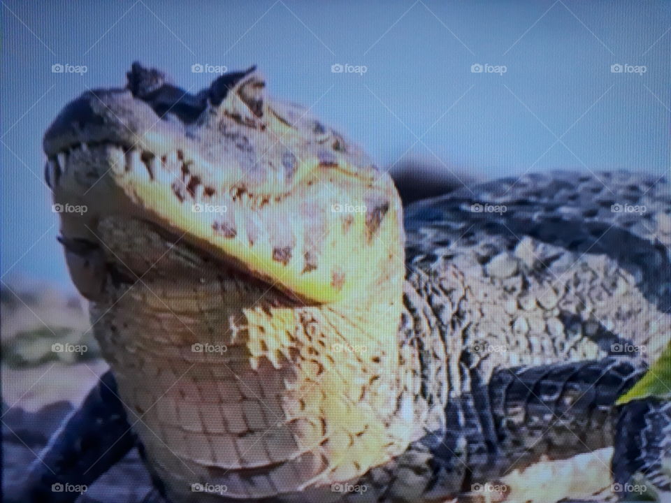 Crocodile one of the most dangerous animals in the world in its natural habitat with yellowish brown color and blue photo background.