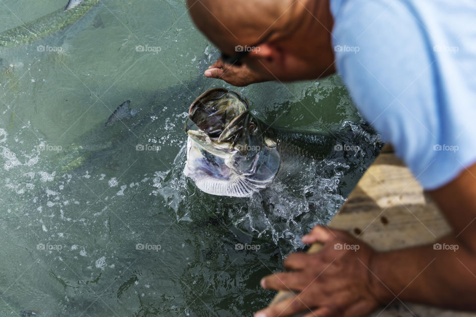 Feeding Big Tarpon