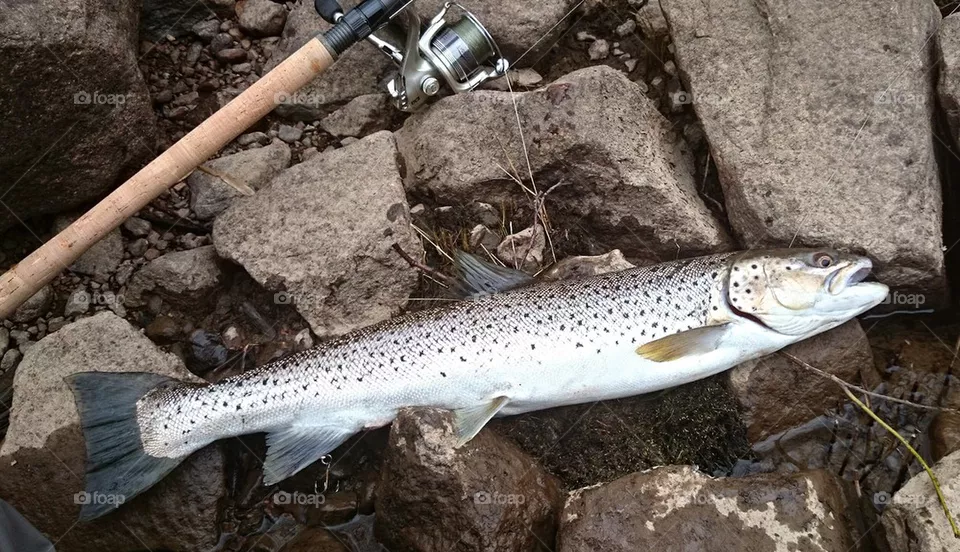 Trout