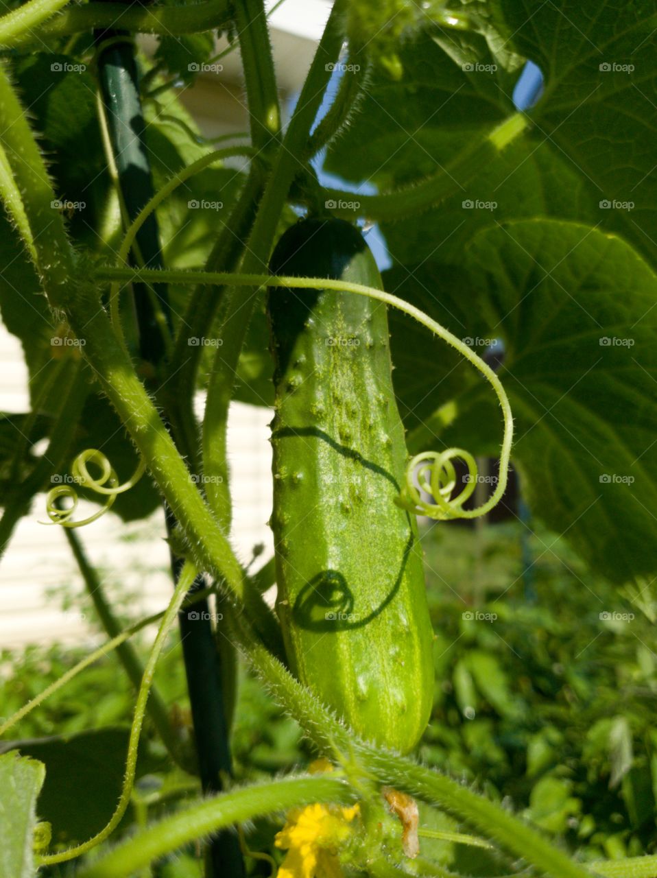 Fresh green cucumber growing in garden