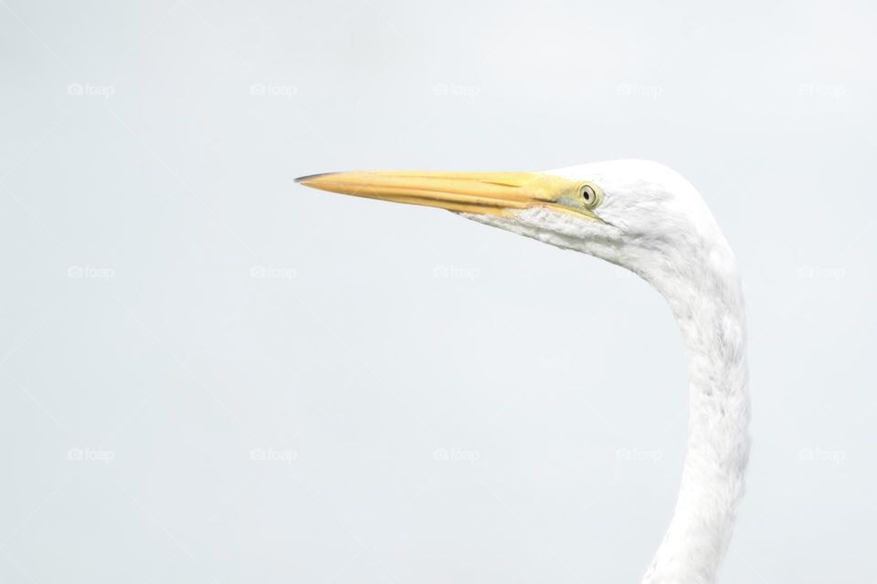 Closeup of one white heron bird with large beak, side portrait 