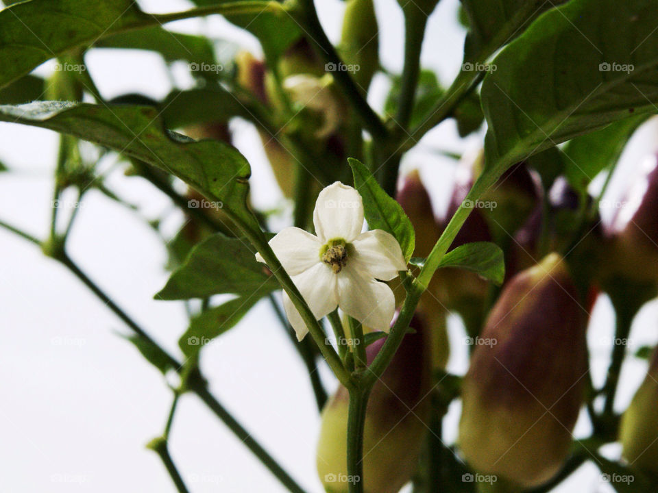 green flower white plant by a.bilbaisi