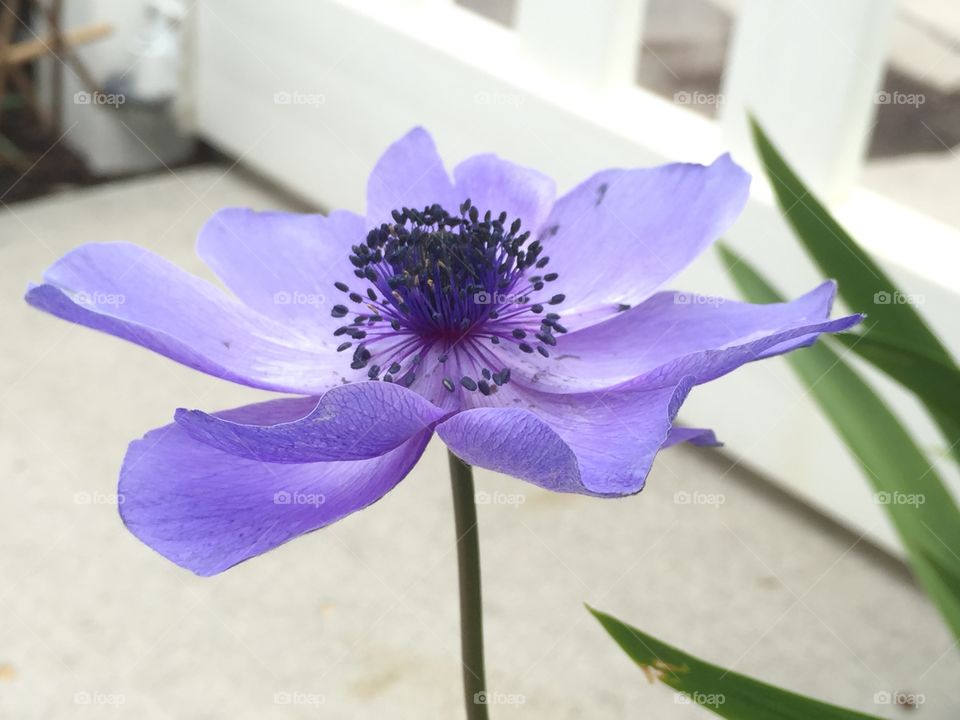 Blue Poppy