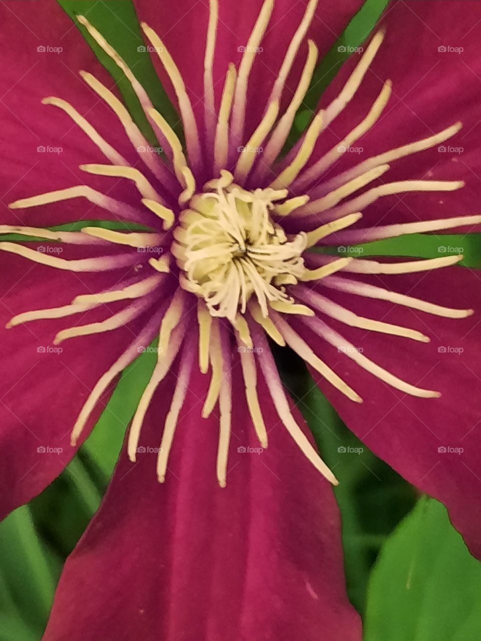 close-up of clematis flower illuminated by yellow light