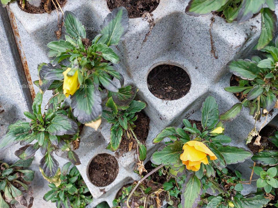 Flowers in a pot