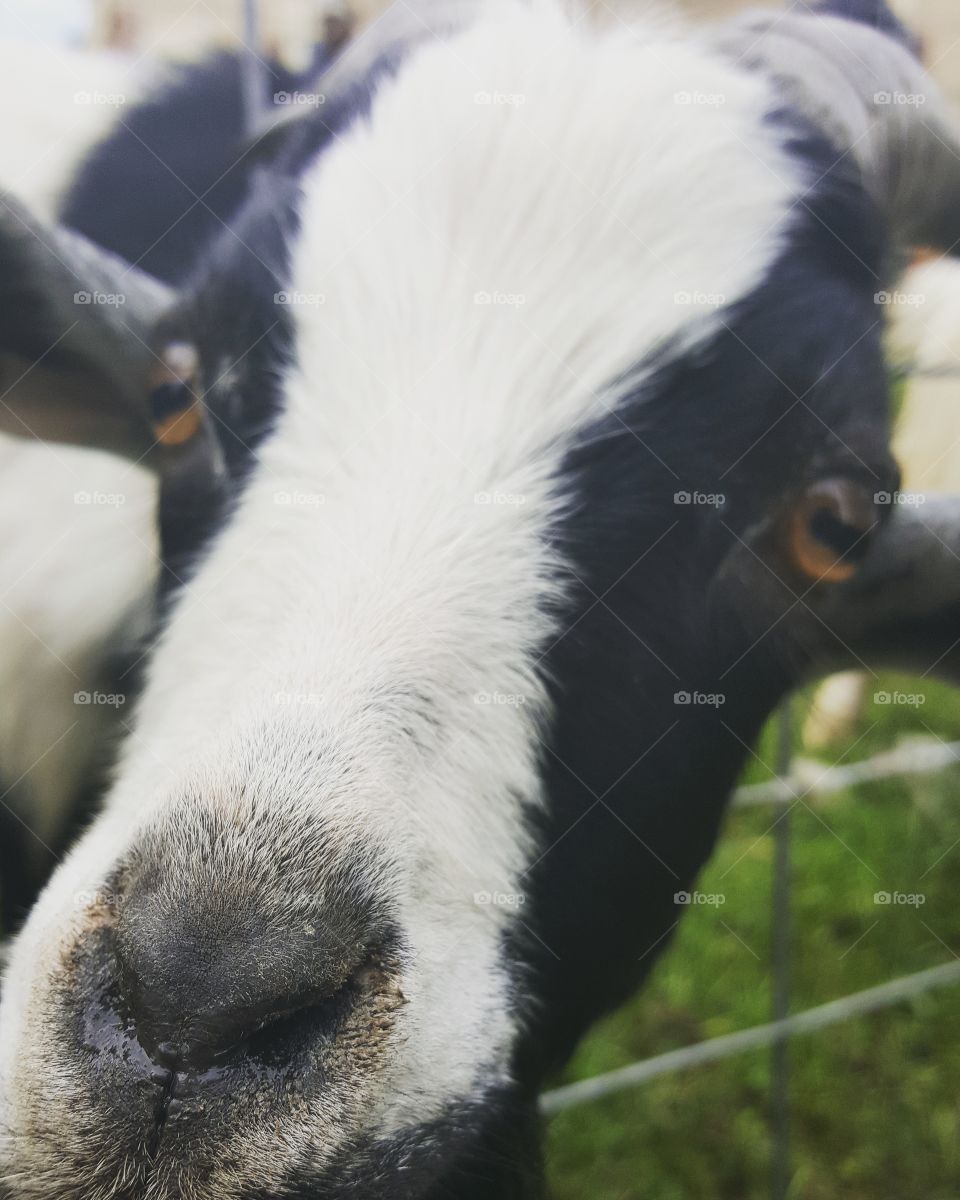 Goats up close
