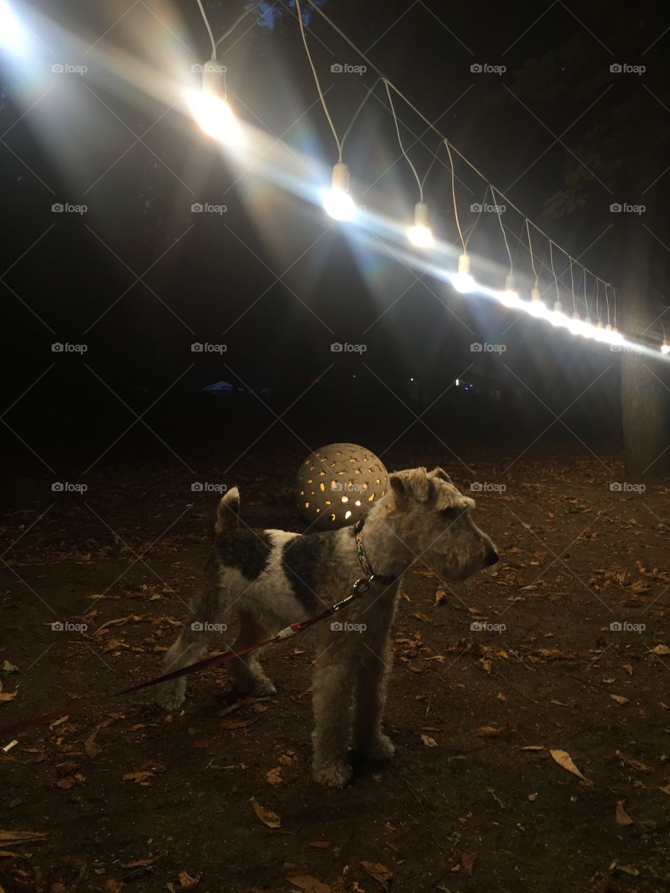 A dog standing in the park under lanterns