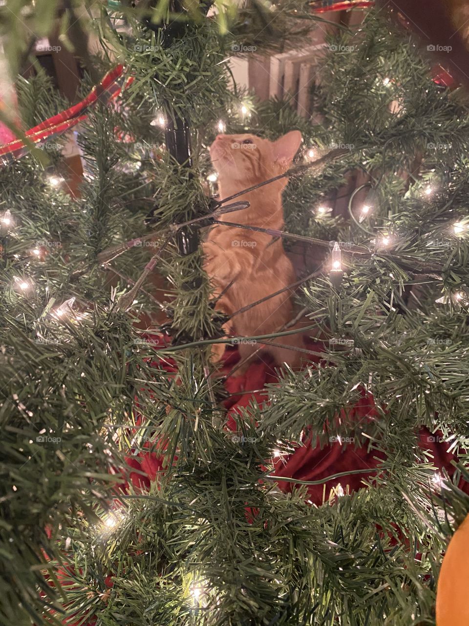 He looks cute.  But ..   the trailer has arrived 