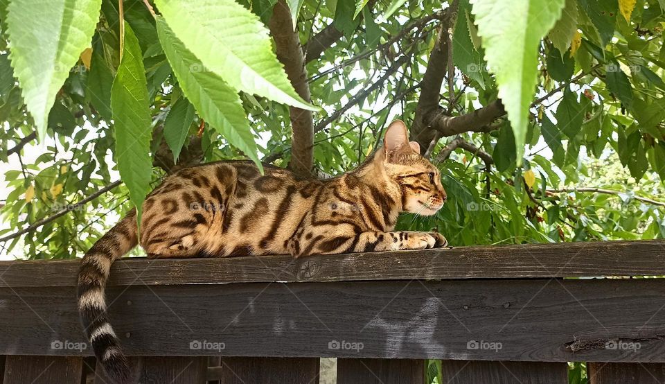 cat beautiful portrait on a wooden fence summer time, mobile photography