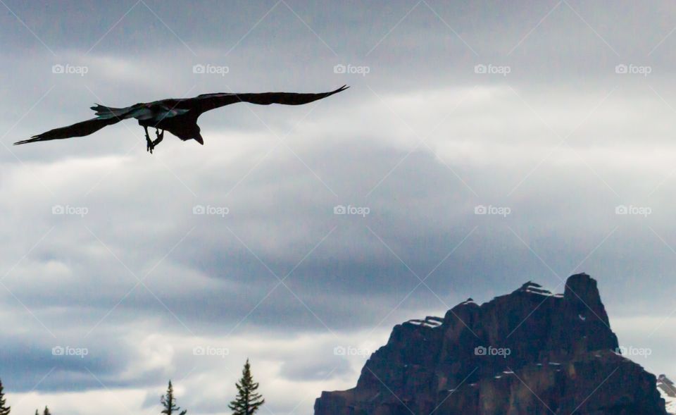 Crow in flight soaring toward Canada's Rocky Mountains on stormy day