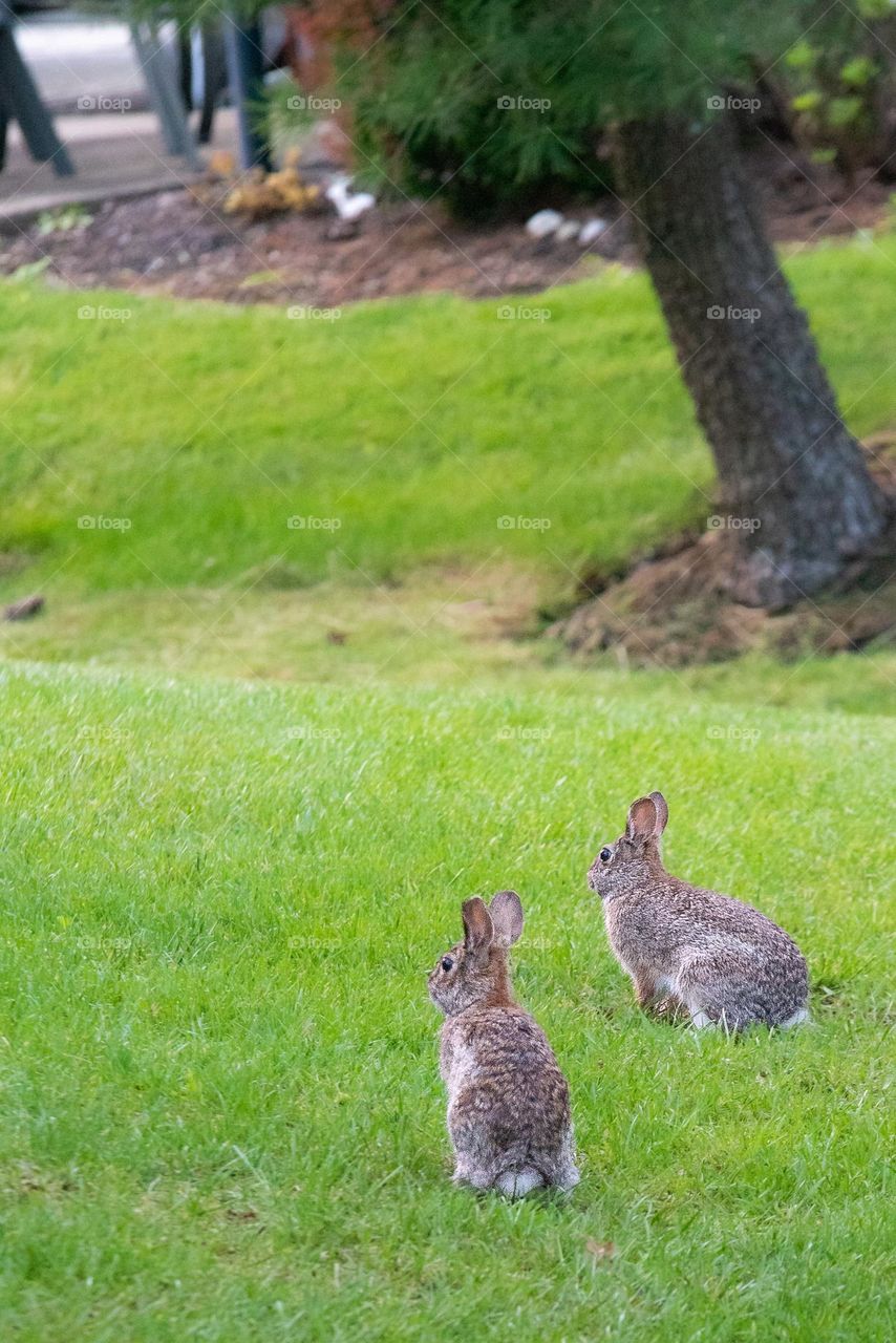 Wildlife: rabbit