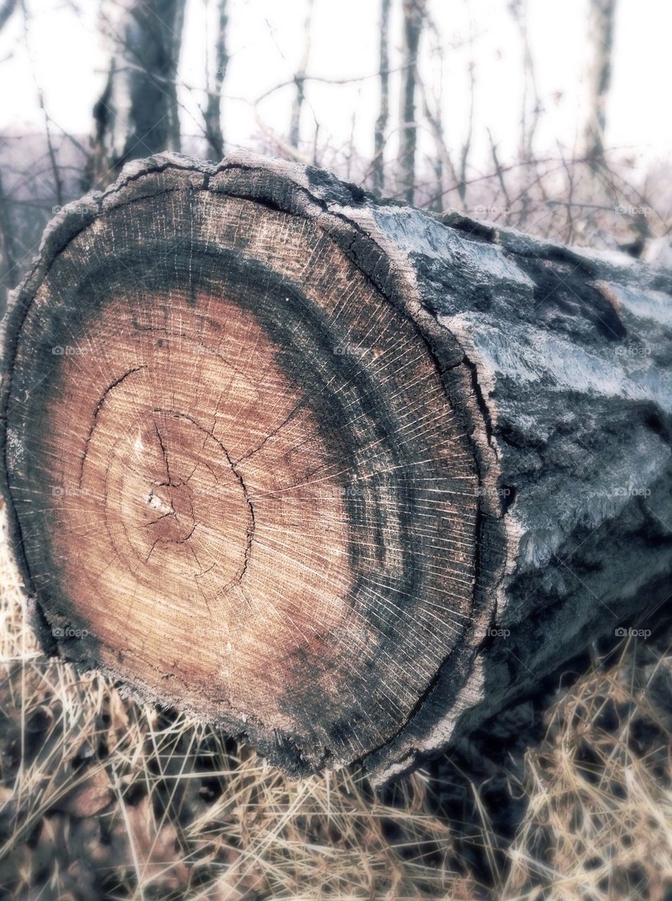 trees tree eerie log by bennicoffb