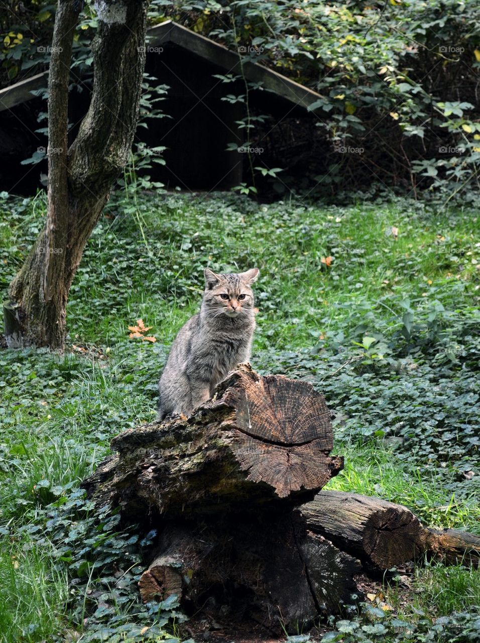 Wildcat in the wildlife park 