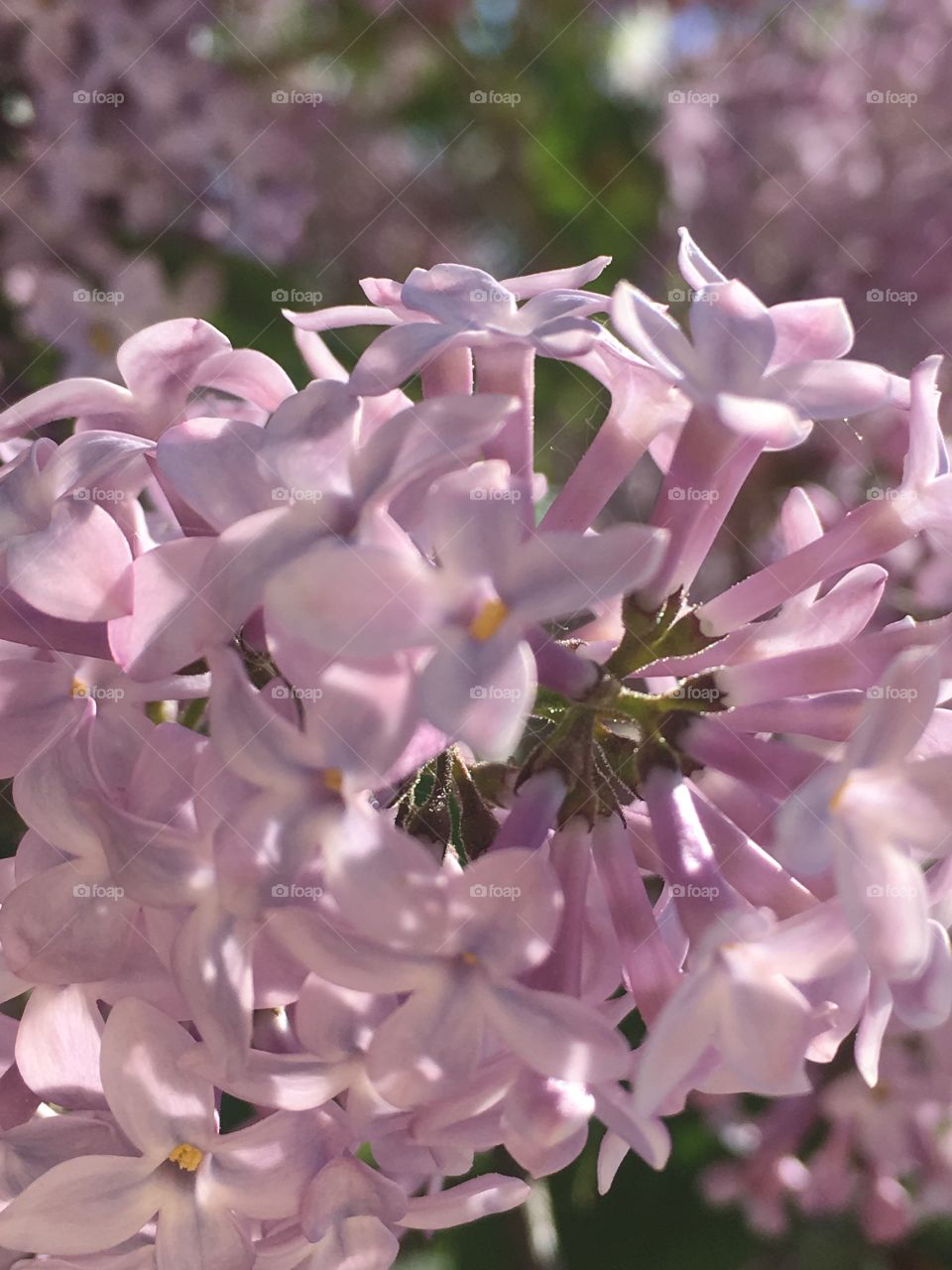 Tree blooming lilacs 