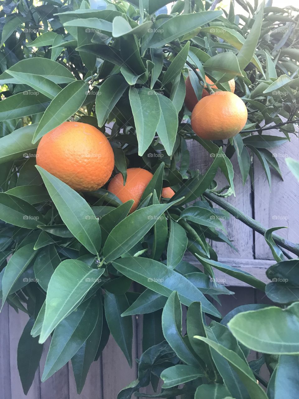 Orange tree in the yard growing over the fence -Plants 