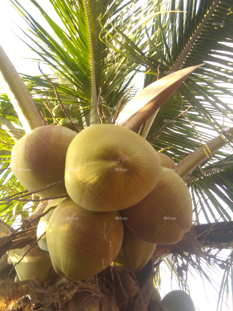 Coconut tree, green coconuts, coconut water.../ Coqueiro, côcos verdes, água de coco...
