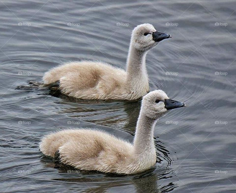 Cygnet in pair