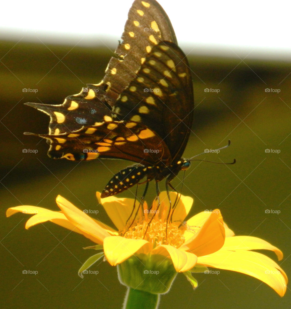 Gulf Fritillary on Sunflower. A Gulf Fritillary rests on a flame orange Mexican Sunflower plant! 