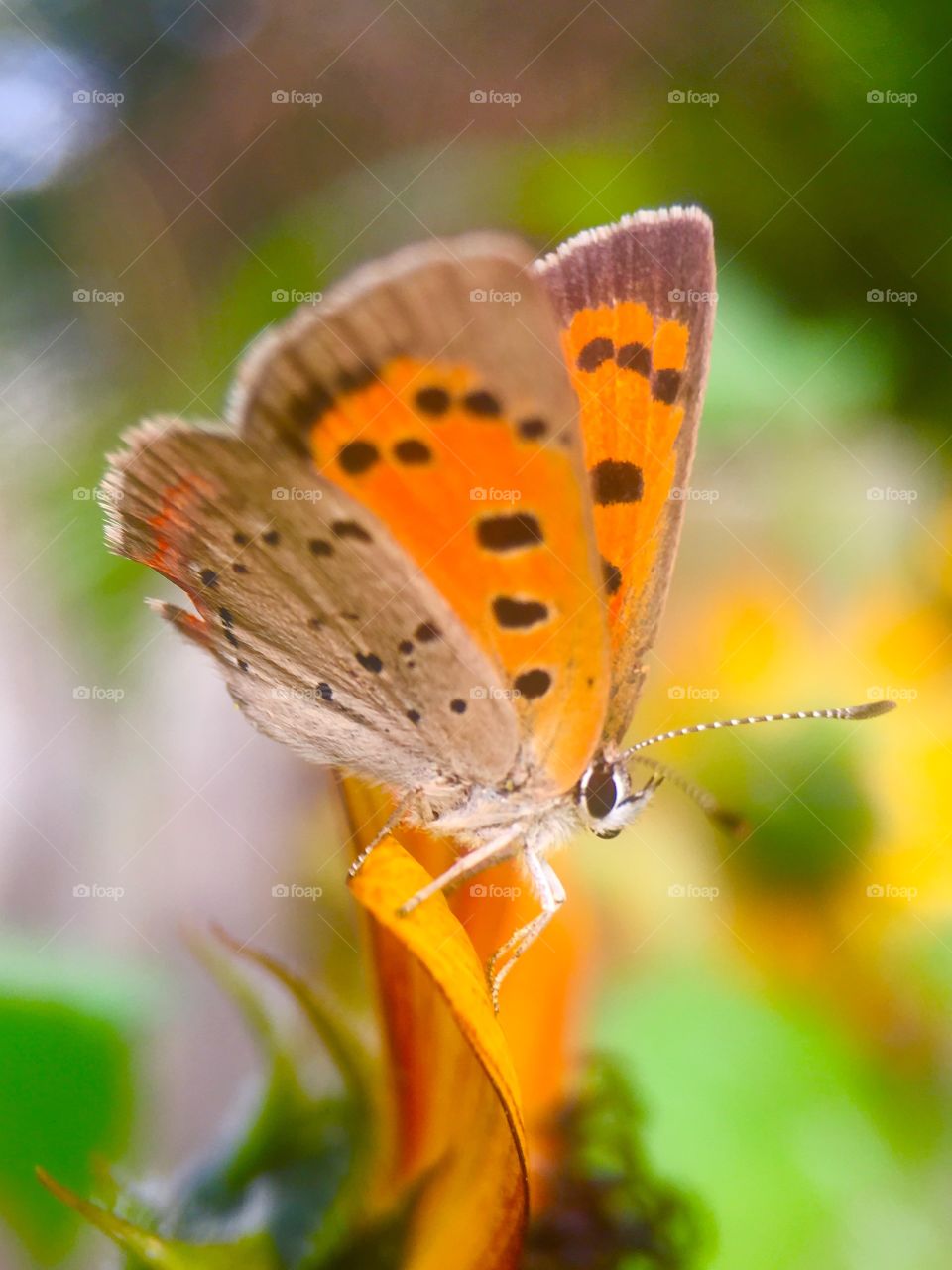 Close-up of butterfly