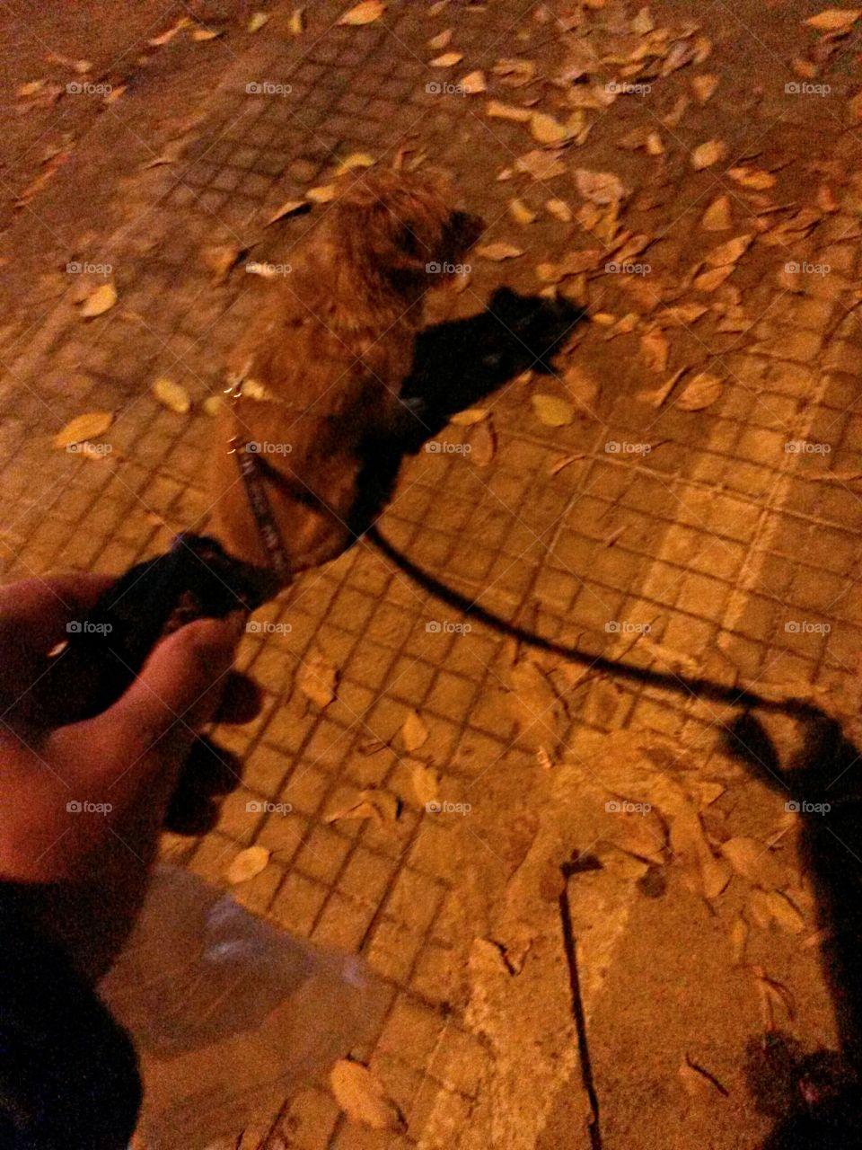 walking dog on night