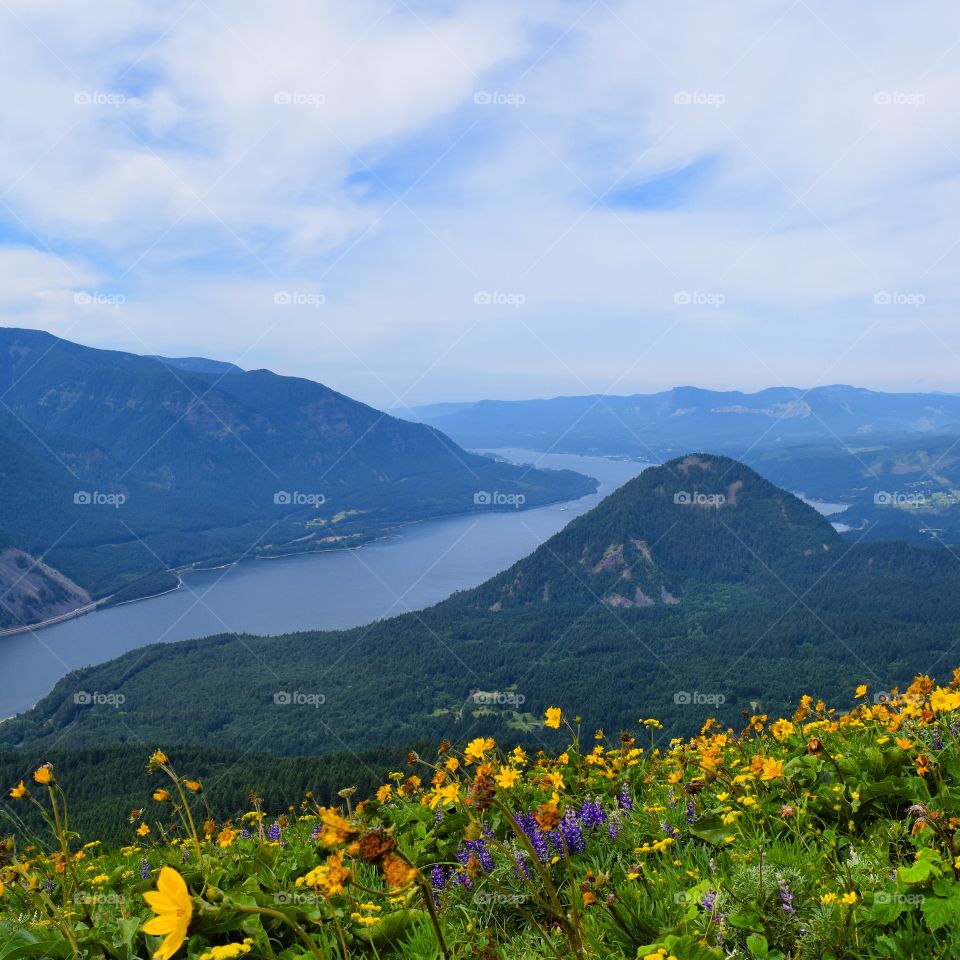 Fresh flowers near river