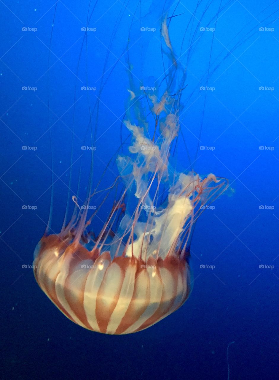 Jellyfish 