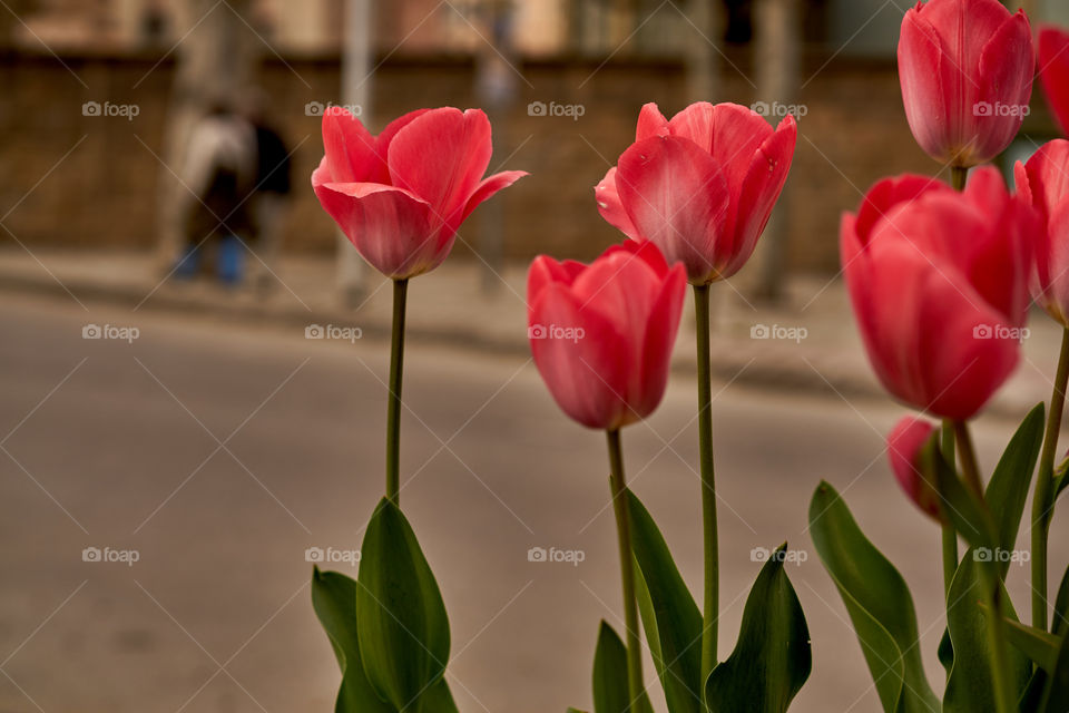 Flowers decoration in the streets