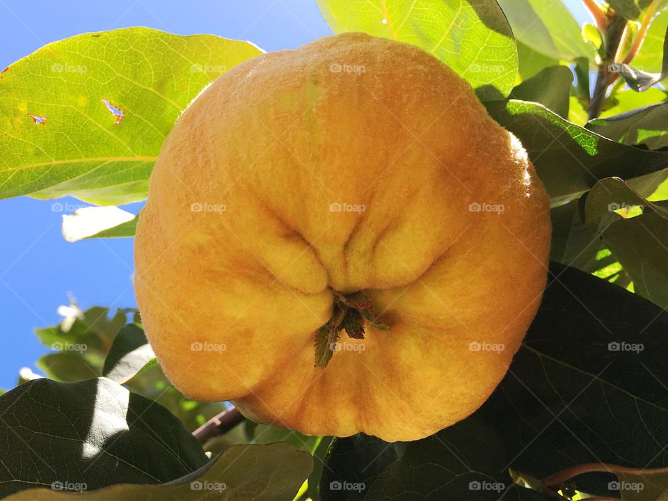 Quince fruit on tree