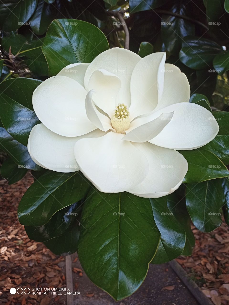 Magnolia en fleur Parc de la tête d'Or, Lyon