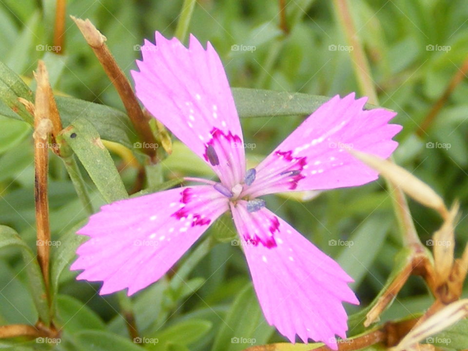 4 pink petals