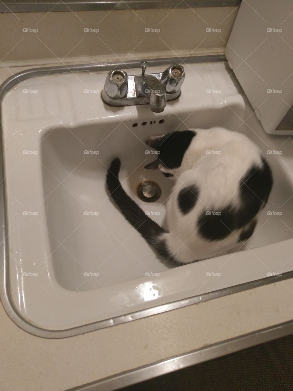 kitten in sink playing with water