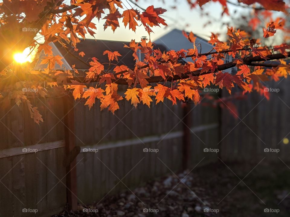 Sunset illuminating orange fall leaves on a tree branch 