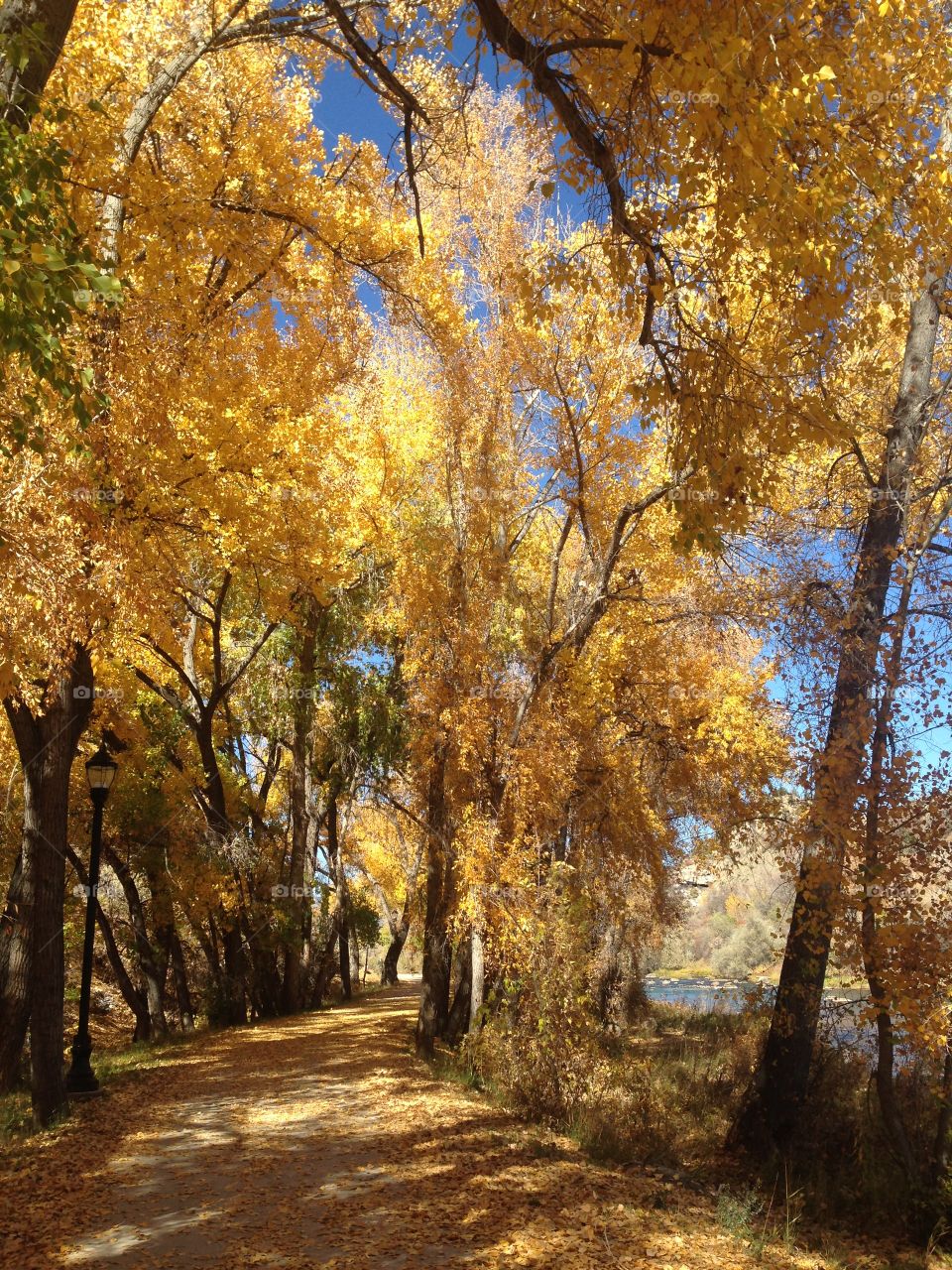 Fall yellow leaves