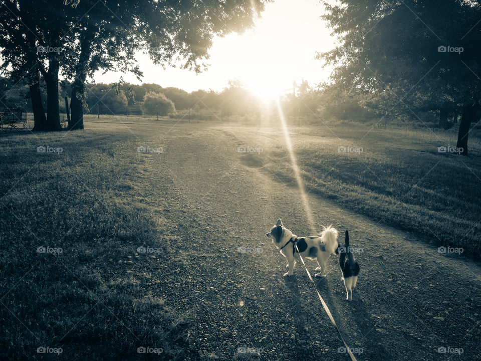 Sunrays on Friends