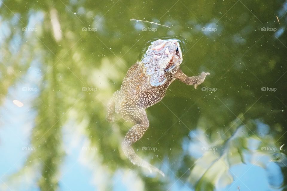When I was playing in a park, I spotted frog in a pool. Then I photograph because it's nice😄