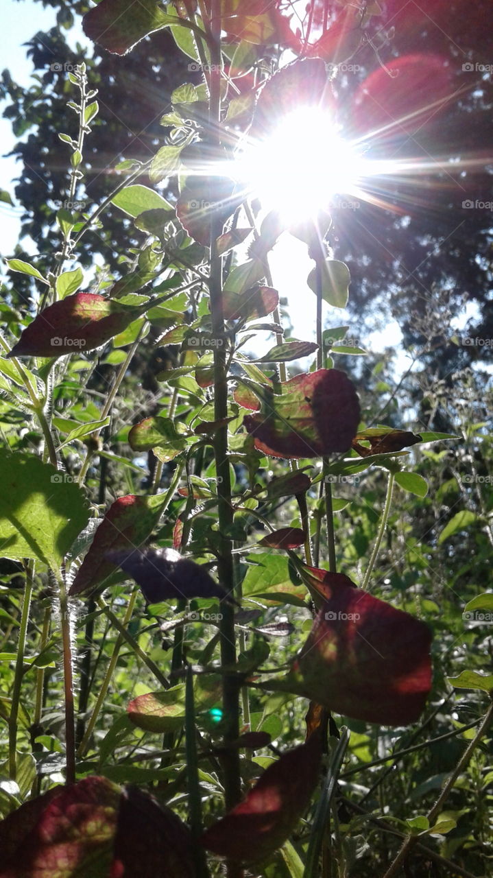 beautiful morning sunlight