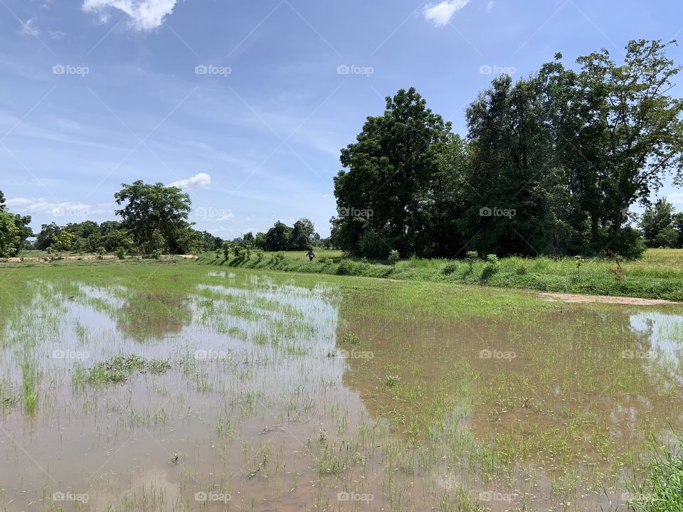 The stories of the rice field, Countryside 