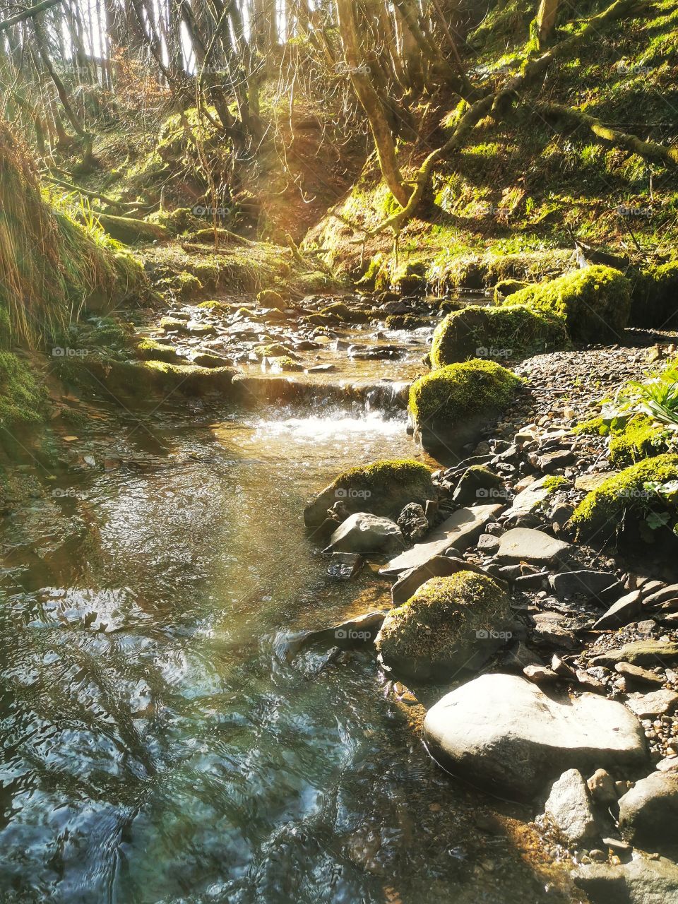 A stream in the glen