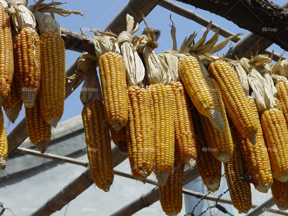hanging corns